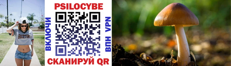 где найти   Тотьма  kraken как войти  Псилоцибиновые грибы Psilocybe 